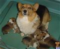 Pembroke Welsh Corgi